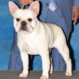 French Bulldogs and Pembroke Welsh Corgis from Nightstar