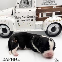 Daphne - Black and white female Cardigan Welsh Corgi puppy in Casper, Wyoming from Flying Note Shorties