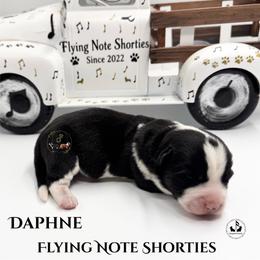 Daphne - Black and white female Cardigan Welsh Corgi puppy in Casper, Wyoming from Flying Note Shorties