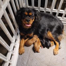 Cavalier King Charles Spaniel All Grown Up from Ashleigh Bishop