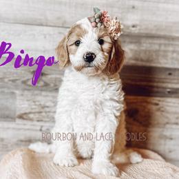 Goldendoodle Puppies from Bourbon and Lace Doodles