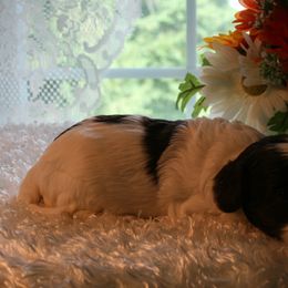 Australian Labradoodle Puppies from Windsor Creek Labradoodles