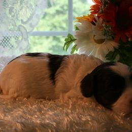 Australian Labradoodle Puppies from Windsor Creek Labradoodles