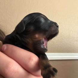 Venus - Black and tan female Cavapoo puppy in Auburn, California from Gold Country Doodles