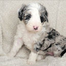 Diamond - Merle female Bernedoodle puppy in Shelton, Washington from NW Bernedoodles of Washington