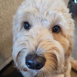 Peaches - Goldendoodle