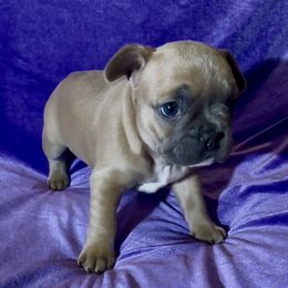 Pibble - Blue fawn male French Bulldog puppy in Pine Township, Pennsylvania from BlueCairo Frenchies
