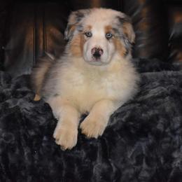 Australian Shepherd Puppies from Platinum Edition