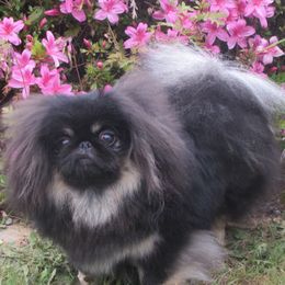TOKEN - Pekingese