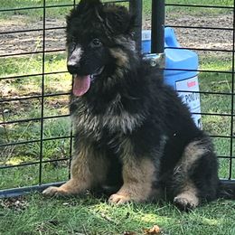 Brown boy - Black and red male German Shepherd puppy in Mckee, Kentucky from War Fork Mountain Shepherds