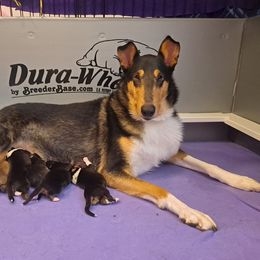 Collie Puppies from Arabella Collies