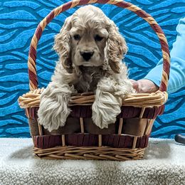 Cocker Spaniel puppies from Jacobsen's Cockers