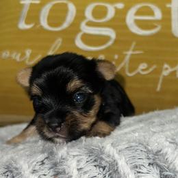 Christoph - Black and gold Yorkshire Terrier puppy in Cleveland, Ohio from My Exotic Yorkies LLC