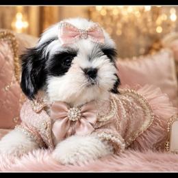 Kiwi - Black and white female Shih Tzu puppy in Warren, Michigan from Danielle's Yorkie Babies