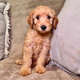 F1B Goldendoodle Sandy - Red  female Goldendoodle puppy in Redding, California from Casa Delarosa Collective Poodles & Doodles