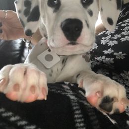 Dalmatian Puppies from River Bend Barkery