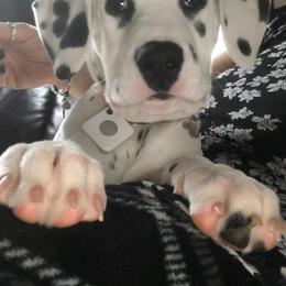 Dalmatian Puppies from River Bend Barkery