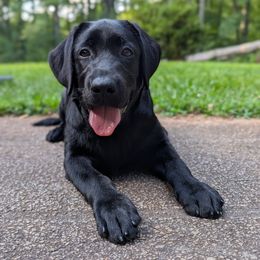 Iris (yellow collar) - Black female Labrador Retriever puppy in Lithonia, Georgia from Marmolejos Labs