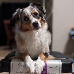 Miniature American Shepherd All Grown Up from Wx Kennels