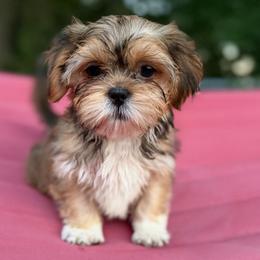 Zeus - Chocolate and tan male Shih Tzu puppy in Chattanooga, Tennessee from Joyfull Pals