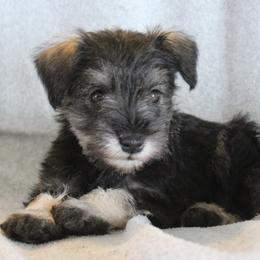Rosy - Salt and pepper female Miniature Schnauzer puppy in Richardton, North Dakota from Crooked Tree Ranch