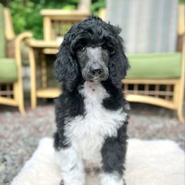 Honesty - Parti male Poodle puppy in Hanover Township, Pennsylvania from Apricity Poodles