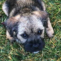Border Terriers and Dalmatians from Royal Oaks