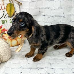 Luke - Dapple male Dachshund puppy in Smithville, Oklahoma from Bristy’s Pampered Pups