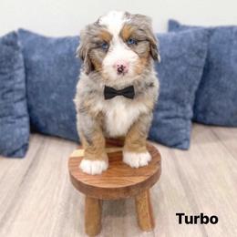 Turbo - Blue merle male Bernedoodle puppy in Ormond Beach, Florida from Florida Coast Doodles