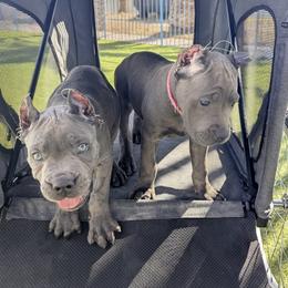 Girl 1 - Gray female Cane Corso puppy in Las Vegas, Nevada from Campo Cane Corso