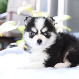 Mojo - Black and white male Pomsky puppy in Coos Bay, Oregon from Ocean View Pomskies
