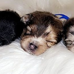 Pomeranians from Enchanted Poms