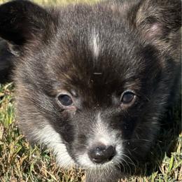 Sophia - Brindle and white female American Corgi puppy in Madison, North Carolina from Montgomery Corgis