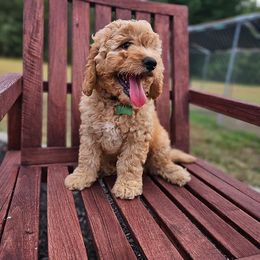 Bernedoodles and Goldendoodles from Southern Doodles Of Eastern North Carolina