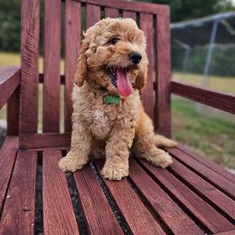 Bernedoodles and Goldendoodles from Southern Doodles Of Eastern North Carolina