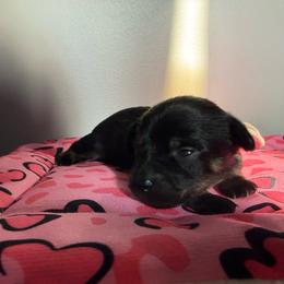 Penne - Black and tan female Dachshund puppy in Mountain Home, Arkansas from Furry Friends Kennel