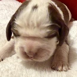 Junior - Liver and white male English Springer Spaniel puppy in Madison, Indiana from McCollough's Pawsome Spaniels and Danny's Delightful Dachshunds