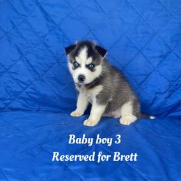 Baby boy 3 - Black and white male Siberian Husky puppy in Ocala, Florida from Florida Husky Puppies