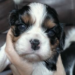 Oreo - Tri-color female Cavalier King Charles Spaniel puppy in Franklin, North Carolina from Cavaliers of the County Macon