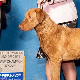 Tribute - Chesapeake Bay Retriever