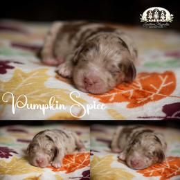Pumpkin Spice - Merle female Bernedoodle puppy in Spartanburg, South Carolina from Southern Magnolia Bernedoodles