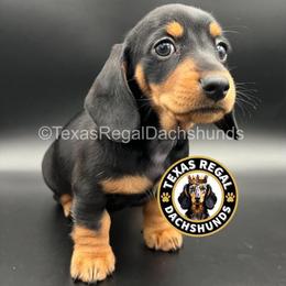 Francesca - Black and tan female Dachshund puppy in Houston, Texas from Texas Regal Dachshunds LLC