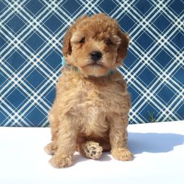 Poodle Puppies from Delphinium Breeder