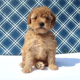 Poodle Puppies from Delphinium Breeder