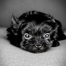 Yorkshire Terrier Puppies from Pixieland Yorkshire Terriers