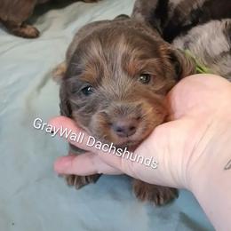 Manicotti -AKC Full - Blue and cream male Dachshund puppy in Bates City, Missouri from Gray Wall Dachshunds