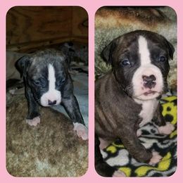 American Pit Bull Terrier Puppies from Kaotic APBTs