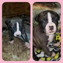 American Pit Bull Terrier Puppies from Kaotic APBTs