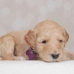 Lady - Cream female Goldendoodle puppy in Guthrie, Oklahoma from Edmond Doodles, LLC