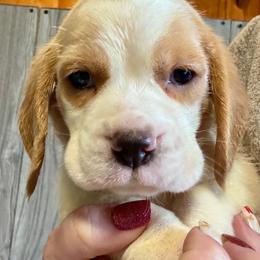Apple Jack - Red and white male Beagle puppy in Viper, Kentucky from Mountain Top
